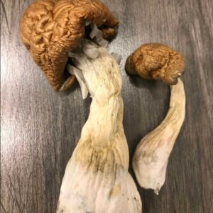 Fresh, organically grown Malabar Magic Mushrooms from the Indian Malabar Coast, known for their potent psilocybin content, spiritual effects, and vibrant visual experiences. Premium quality magic mushrooms for sale online.