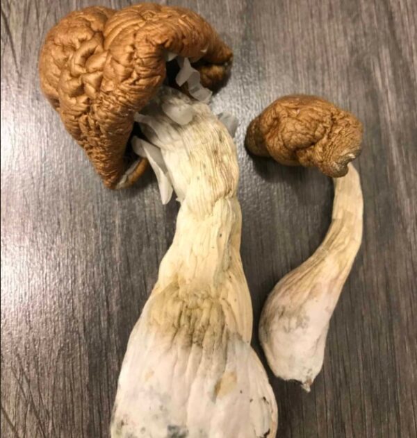 Fresh, organically grown Malabar Magic Mushrooms from the Indian Malabar Coast, known for their potent psilocybin content, spiritual effects, and vibrant visual experiences. Premium quality magic mushrooms for sale online.