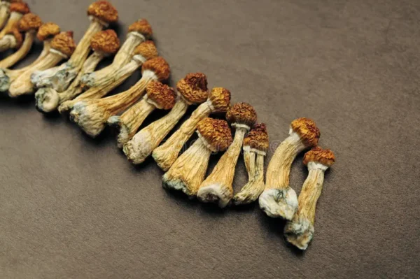 Buy Golden Teacher Psilocybe Cubensis strain