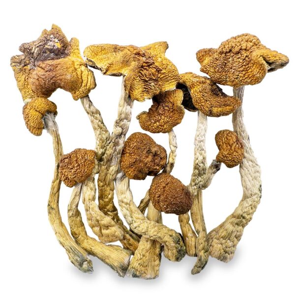 Shop premium Mexican mushrooms online. Potent Psilocybe cubensis with smooth visuals, spiritual clarity & euphoric energy. Discreet shipping & trusted quality.