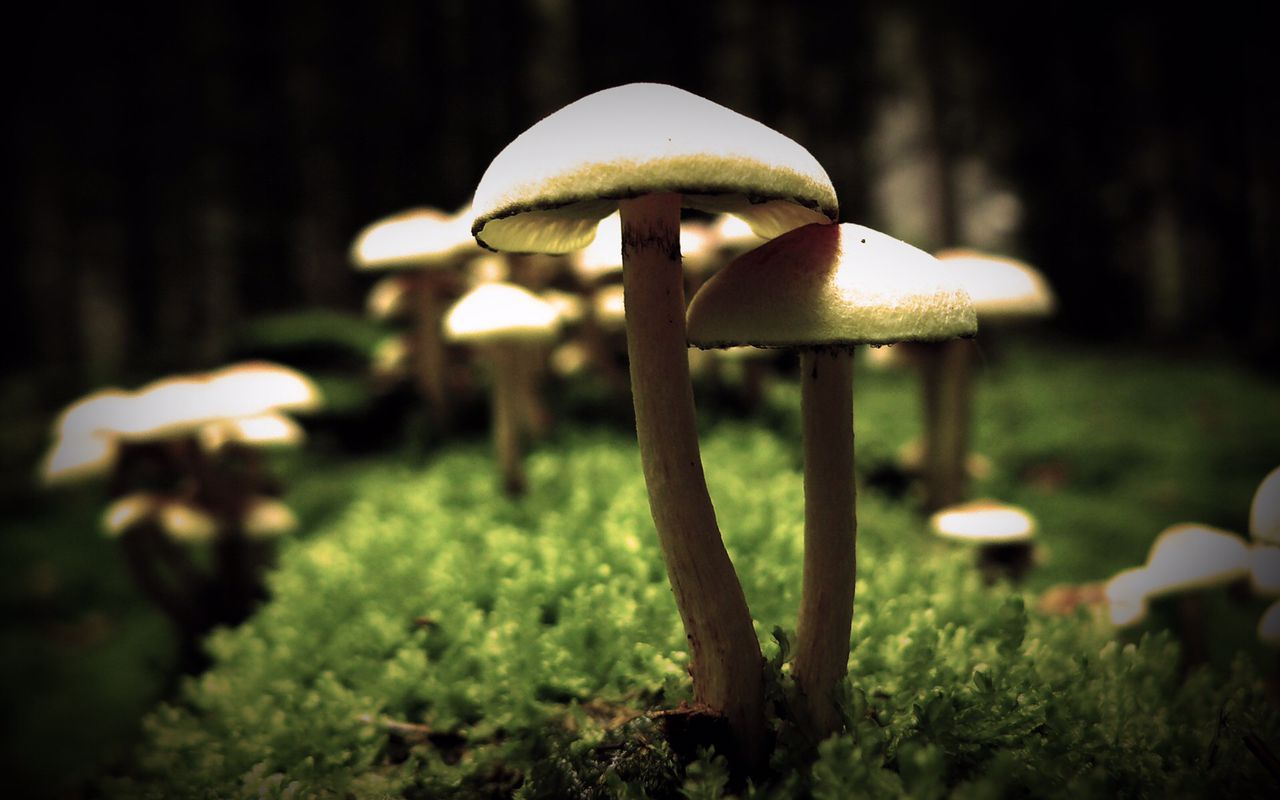 magicmushroomshopor.com