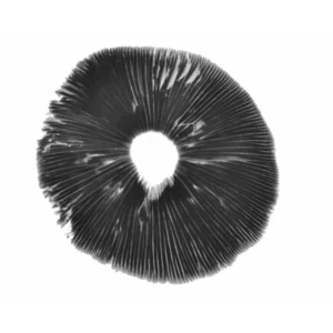 B+ psilocybe cubensis spore print