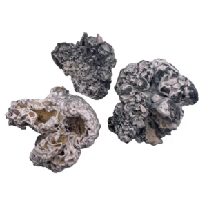 "Enigma Psilocybe Cubensis mushrooms growing in a controlled environment, showcasing their unique cap shape and stem structure."