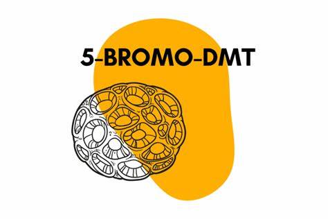 High-purity 5-Bromo-DMT powder for sale, premium research chemical derived from natural marine sources, ideal for laboratory research and educational purposes