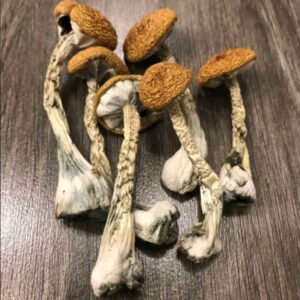 Buy Z-Strain Magic Mushrooms Store
