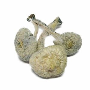 Albino A+ mushrooms, featuring their distinct pale white to bluish-white caps and thick stems. The caps are smooth and slightly convex, with a ghostly, almost translucent appearance, characteristic of this leucistic strain