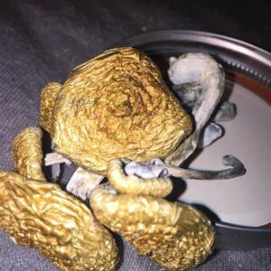 Buy Aussie Gold Top Shrooms Online