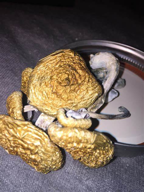 Buy Aussie Gold Top Shrooms Online