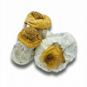 Buy Mississippi Shroom Strain Online
