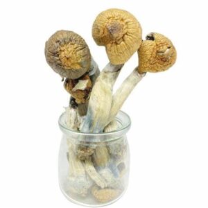 Buy Mexican Dutch King Shrooms Online