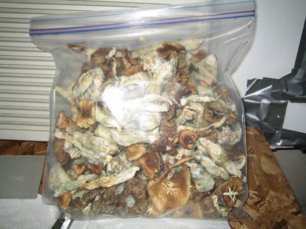 Buy PF Redspore Strain Online