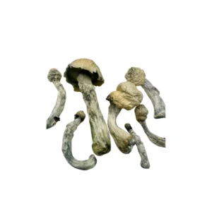 Close-up image of Arcturus mushrooms featuring thick white stems, golden-brown caps, and subtle blue bruising—indicating high psilocybin content and premium quality.