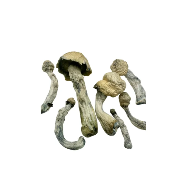 Close-up image of Arcturus mushrooms featuring thick white stems, golden-brown caps, and subtle blue bruising—indicating high psilocybin content and premium quality.