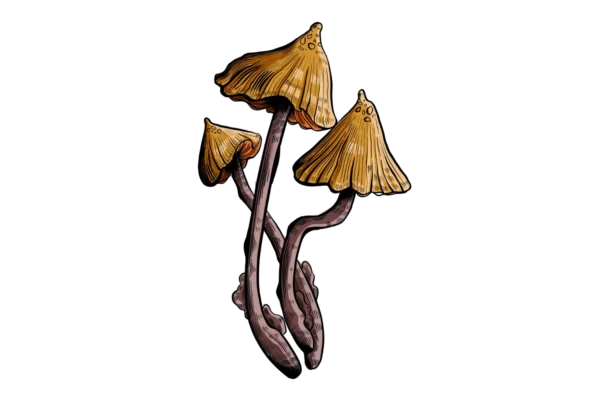"Psilocybe stametsii, a species of psychedelic mushroom, growing in its natural habitat."