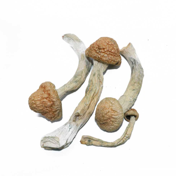 "28 grams of dried Thrasher P.E. mushrooms, showcasing their rich, earthy texture and potent appearance, ready for a transformative psychedelic experience."