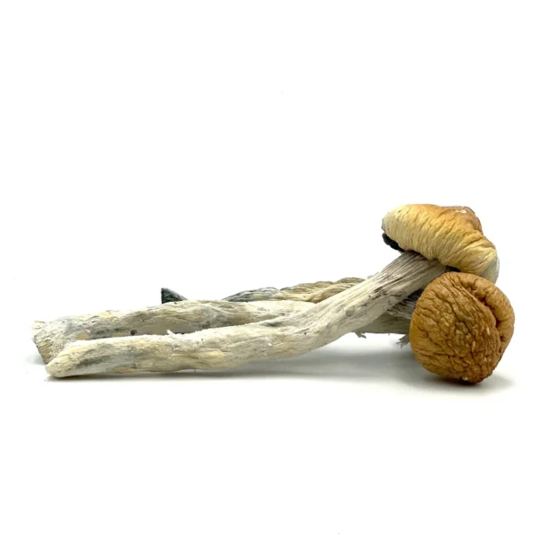 "Dried Super A.P.E. Mushrooms – Rare and potent Psilocybe cubensis for intense psychedelic experiences"