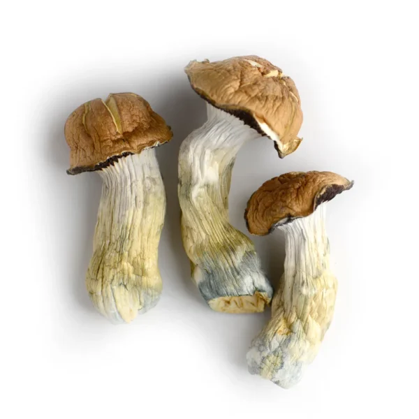 Person preparing for a psychedelic journey with Goliath mushrooms in a peaceful forest setting.”