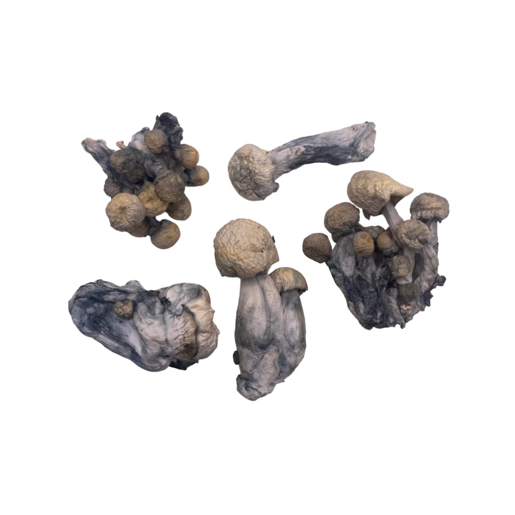 Close-up image of Makilla Gorilla mushrooms showcasing thick stems, dense caps, and a frosty, blue-tinged surface indicating high psilocybin content.