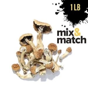 Bulk Magic Mushroom Mix & Match bundle featuring assorted premium psilocybe cubensis strains in clear packaging