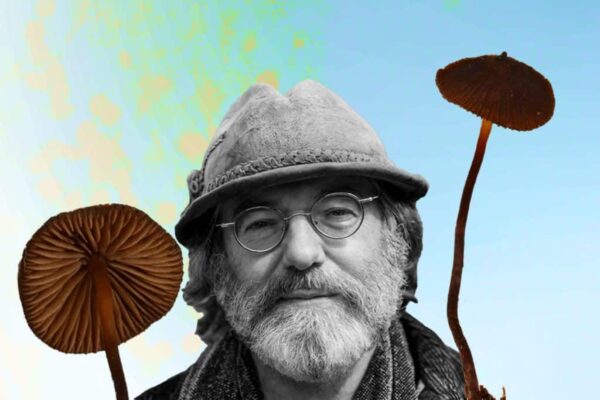 "Psilocybe stametsii, a species of psychedelic mushroom, growing in its natural habitat."