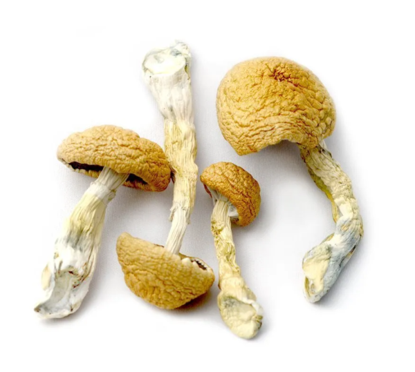 High-quality Tidal Wave dried magic mushrooms featuring thick stems and wavy caps, a potent hybrid of Penis Envy and B+ strains.