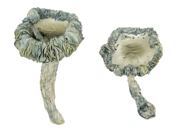 Experience the unique effects of Albino Roller Coaster – Dried Magic Mushroom, known for its potent visuals and introspective journey. Premium quality, carefully dried for maximum potency