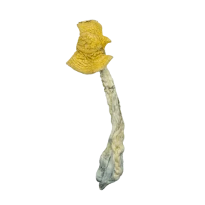 Buy dried Aztec Gods Magic Mushrooms safely online. Elevate your mind with this sacred, high-potency psilocybin strain used in ancient rituals.