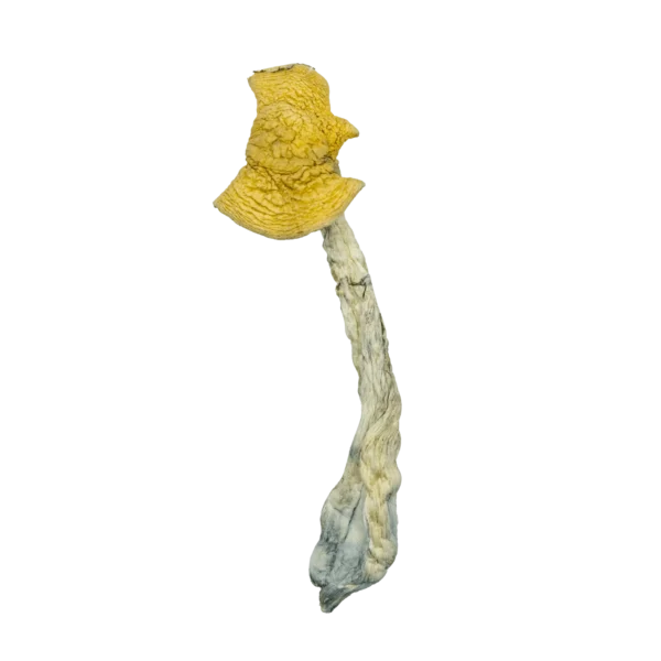Buy dried Aztec Gods Magic Mushrooms safely online. Elevate your mind with this sacred, high-potency psilocybin strain used in ancient rituals.