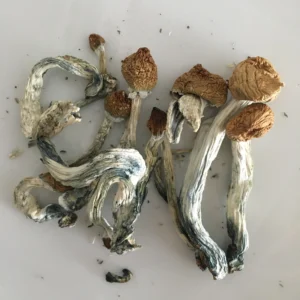 Shop premium TTBVI mushrooms – Tamarind Tree British Virgin Islands strain. Wild origin, ultra-high potency, trusted genetics. Limited availability, order now.