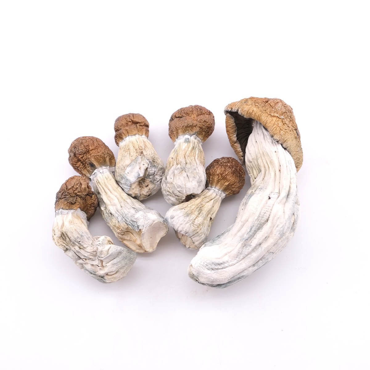 Buy Code Blue Dried Magic Mushrooms online for a premium psychedelic experience. Potent, organic, and lab-tested—shop now for fast, discreet delivery.