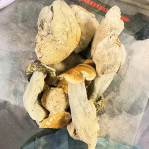 Buy Ghost Envy mushrooms online – premium psychedelic strain for deep visuals, clarity, and introspection. Discreet shipping. Lab-tested. Trusted source.