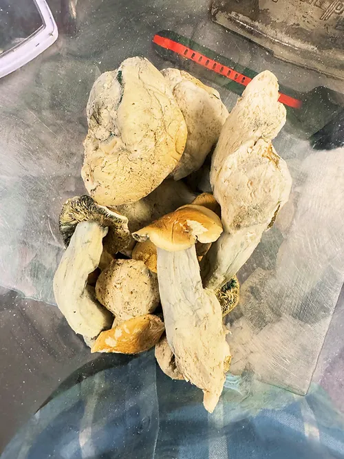 Buy Ghost Envy mushrooms online – premium psychedelic strain for deep visuals, clarity, and introspection. Discreet shipping. Lab-tested. Trusted source.