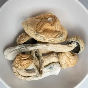 Thrasher mushrooms for sale offer a unique opportunity to explore potent psychoactive experiences. Discover top-quality strains known for their euphoric effects and therapeutic potential. Shop safely from trusted vendors and elevate your journey today!