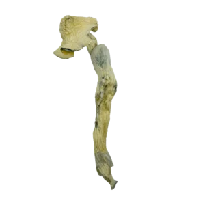 Buy White Rabbit Dried Magic Mushrooms online. Experience clean, balanced psilocybin effects ideal for microdosing or deep psychedelic journeys.