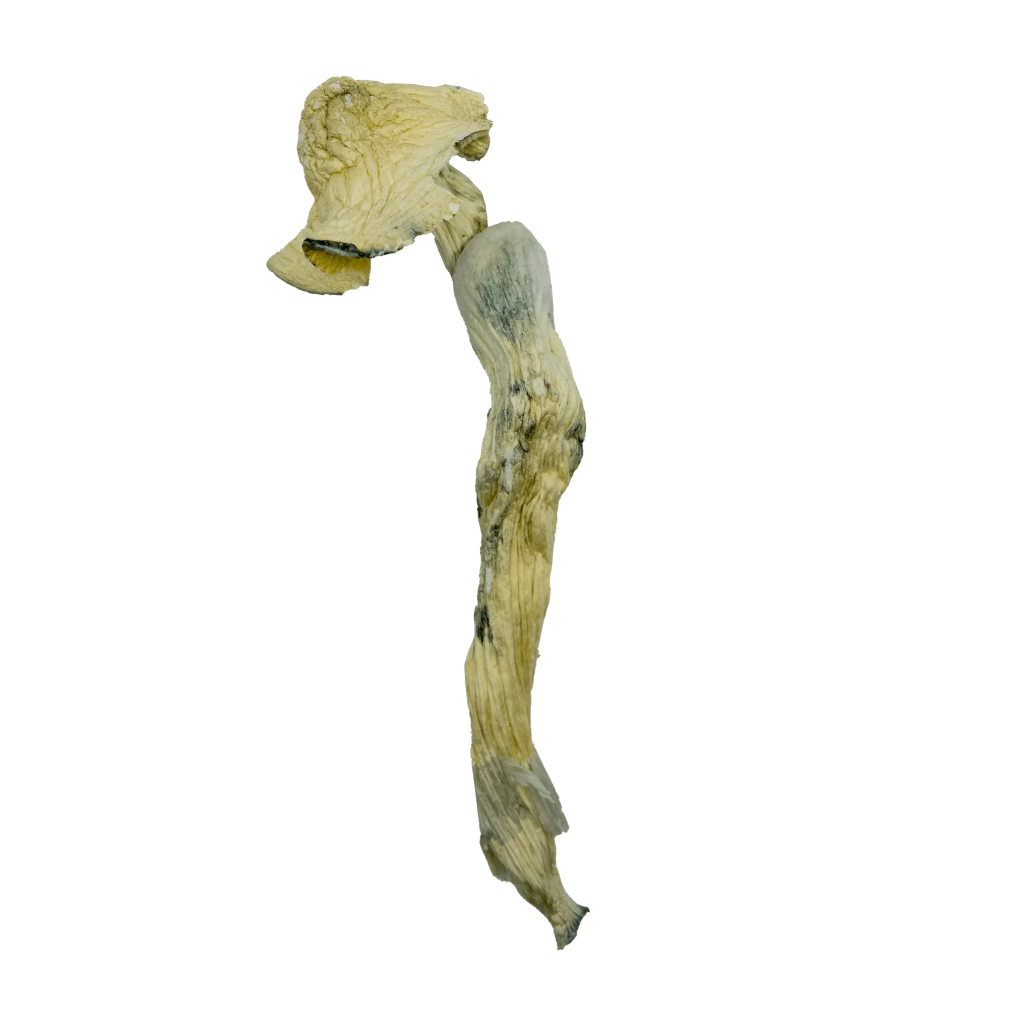 Buy White Rabbit Dried Magic Mushrooms online. Experience clean, balanced psilocybin effects ideal for microdosing or deep psychedelic journeys.