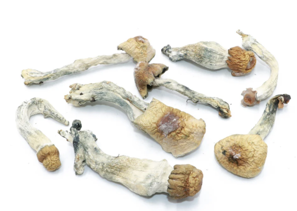 Discover the powerful effects of Blue Pulaski Magic Mushrooms – a rare, high-potency psilocybin strain known for vivid visuals, deep insight, and fast-acting euphoria.