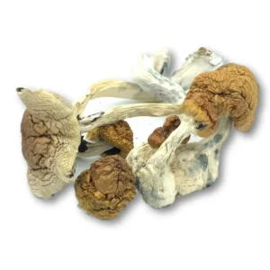 Explore the powerful effects of Gold Member Dried Magic Mushrooms – a premium psilocybin strain known for intense visuals, euphoric highs, and deep introspection.