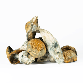 Buy Makilla Gorilla Magic Mushrooms