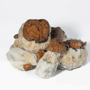 Explore the unique experience of Bluey Vuitton Mushrooms. Discover a premium selection of these psychedelic mushrooms online, known for their vibrant colors and potent effects. Shop safely and discreetly for quality products that elevate your journey.