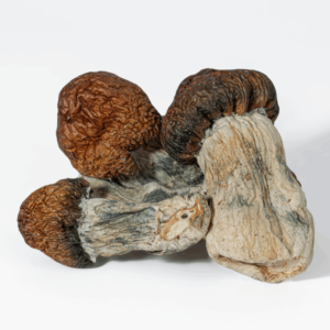 Buy Blue Pulaski Mushrooms | Discover the enchanting effects of Blue Pulaski Mushrooms! Buy high-quality psychedelic mushrooms known for their unique attributes and potent experiences.