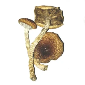 Explore the history, characteristics, and cultivation background of Lizard King mushrooms. Learn about their origin, unique growth traits, and the cultural stories behind this well-known mushroom variety.