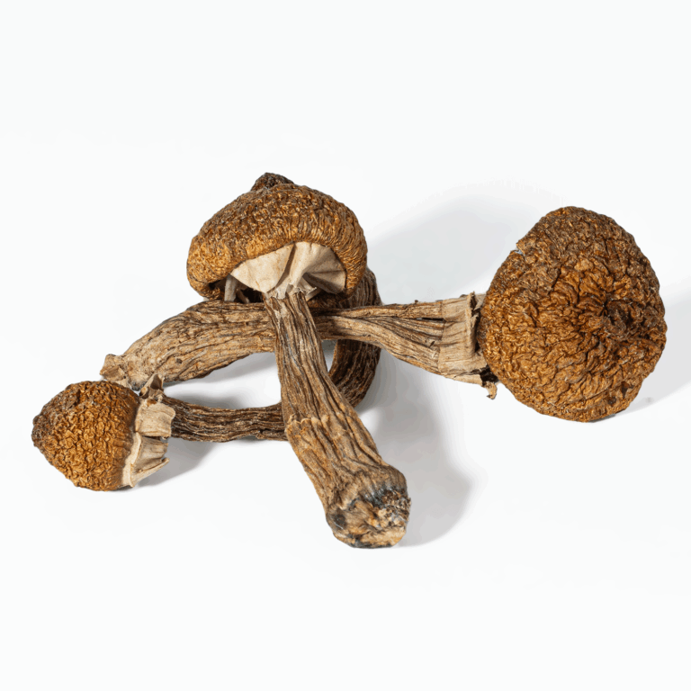 "Discover the vibrant world of Super Thai Mushrooms! Buy high-quality, potent mushrooms known for their intense psychoactive effects and rich cultural heritage. Shop securely online for a unique and transformative experience."