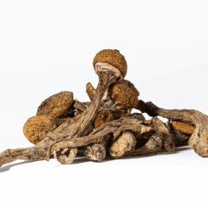 "Discover the vibrant world of Super Thai Mushrooms! Buy high-quality, potent mushrooms known for their intense psychoactive effects and rich cultural heritage. Shop securely online for a unique and transformative experience."