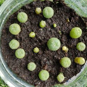 Shop Germination Kit #1 Peyote