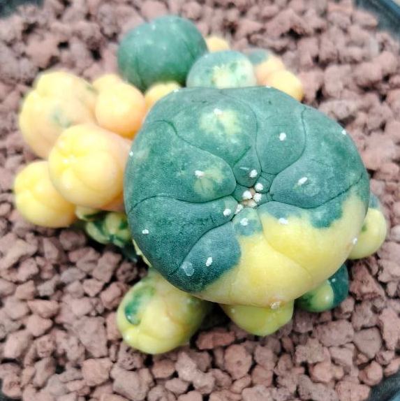 Lophophora plants for sale