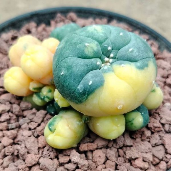 Lophophora plants for sale