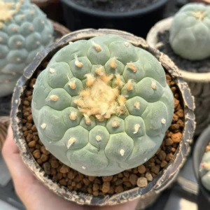 Buy Peyote Cactus (Lophophora williamsii), its botanical characteristics, cultural significance, natural alkaloids, conservation, and legal status.