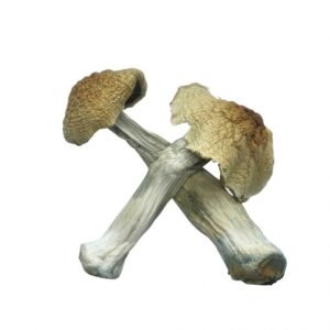 Blue Meanie Magic Mushroom