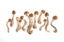 Cambodian Psilocybe cubensis