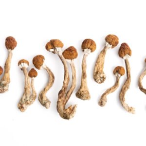Cambodian Psilocybe cubensis